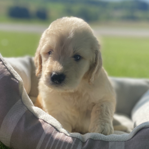 Labradoodle Puppy Burley