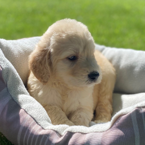 Labradoodle Puppy Burley
