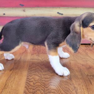 Beagle Puppy Rocky
