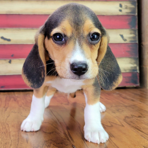 Beagle Puppy Rocky