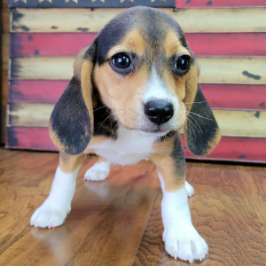 Beagle Puppy Rocky