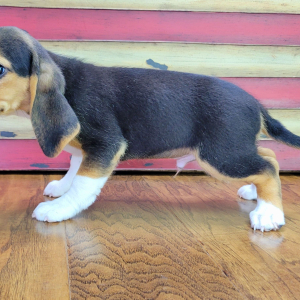 Beagle Puppy Rocky