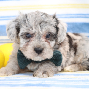 Yorkiepoo Puppy Jed