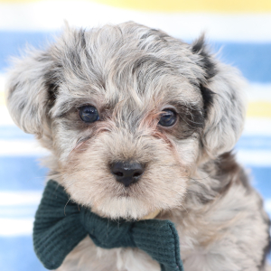 Yorkiepoo Puppy Jed