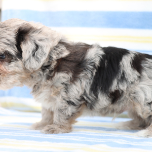 Yorkiepoo Puppy Jed