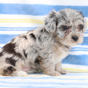 Yorkiepoo Puppy Jed