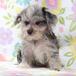 Yorkiepoo Puppy Jed