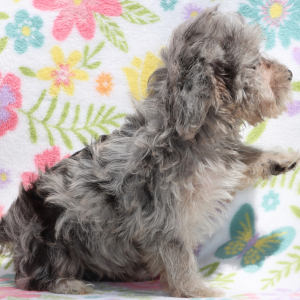 Yorkiepoo Puppy Jed