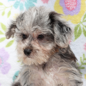 Yorkiepoo Puppy Jed