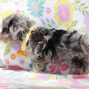 Yorkiepoo Puppy Jed