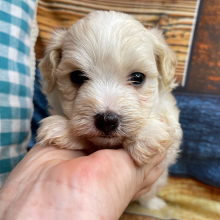 Maltipoo Puppy Harry