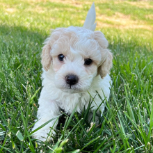 Labradoodle Puppy Peter