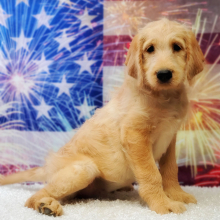Labradoodle Puppy Angel
