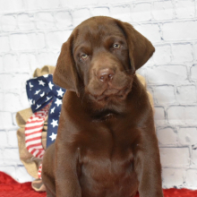 Labrador Retriever Puppy Rocco