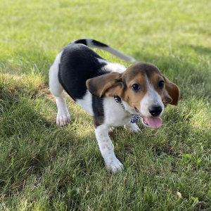 Beagle Puppy Gemi