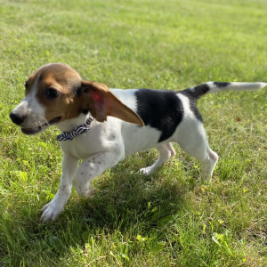 Beagle Puppy Gemi