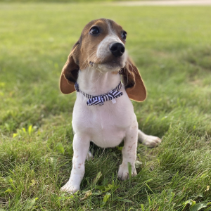 Beagle Puppy Gemi