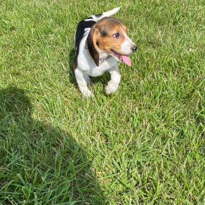 Beagle Puppy Gemi