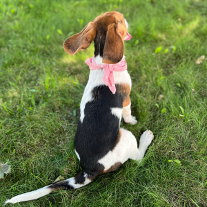 Beagle Puppy Gemi