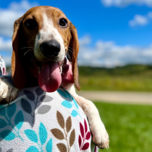 Beagle Puppy Gemi