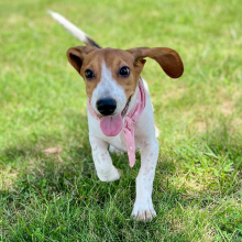Beagle Puppy Gemi