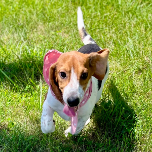 Beagle Puppy Gemi