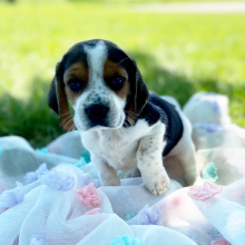 Beagle Puppy Larry