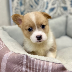 Pembroke Welsh Corgi Puppy Luca