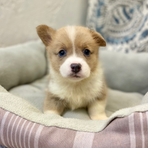 Pembroke Welsh Corgi Puppy Luca