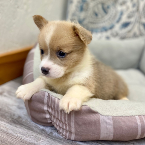 Pembroke Welsh Corgi Puppy Luca