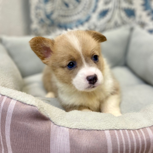 Pembroke Welsh Corgi Puppy Luca