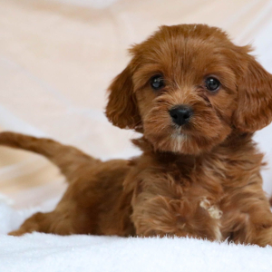 Cavapoo Puppy Polly