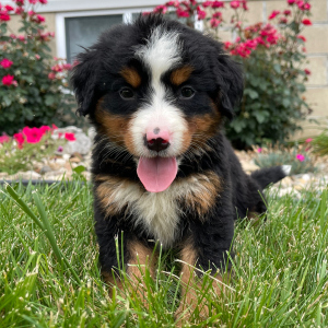 Bernese Mountain Dog Puppy Greta