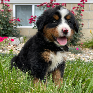 Bernese Mountain Dog Puppy Greta