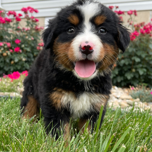 Bernese Mountain Dog Puppy Greta