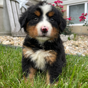 Bernese Mountain Dog Puppy Greta