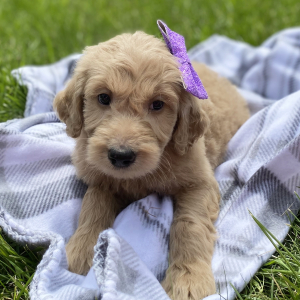 Goldendoodle Puppy Yelena