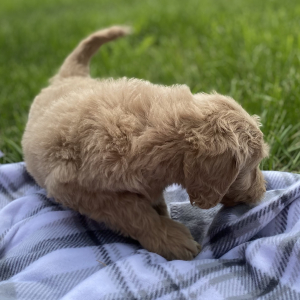 Goldendoodle Puppy Yelena