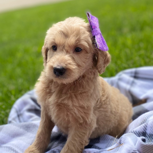 Goldendoodle Puppy Yelena
