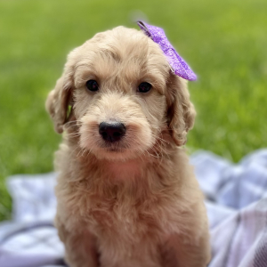 Goldendoodle Puppy Yelena