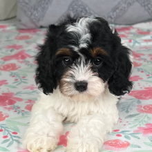 Cavapoo Puppy Jessica
