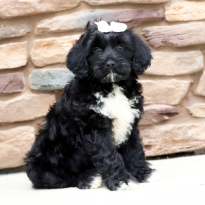 Portuguese Water Dog Puppy Honey