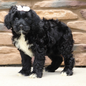 Portuguese Water Dog Puppy Honey