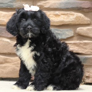 Portuguese Water Dog Puppy Honey