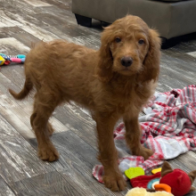 Goldendoodle Puppy Kade