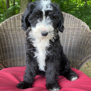Sheepadoodle Puppy Dixie