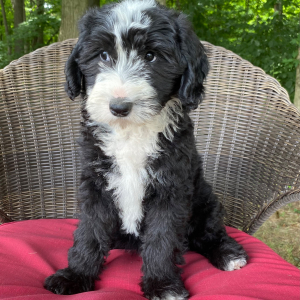 Sheepadoodle Puppy Dixie
