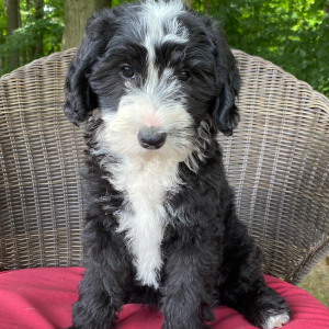 Sheepadoodle Puppy Dixie