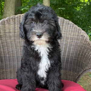 Sheepadoodle Puppy King