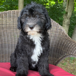 Sheepadoodle Puppy King